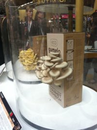 450x602xIMG_3651.jpg.pagespeed.ic.Z5luYZUTq2