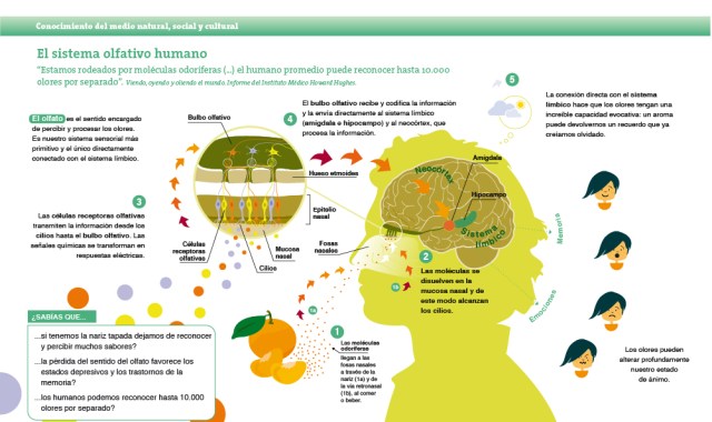 El sistema olfativo humano.jpg