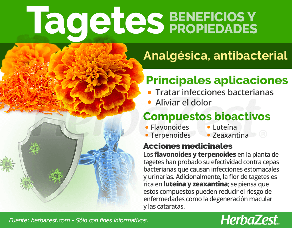 tagetes-beneficios-y-propiedades-231134-section