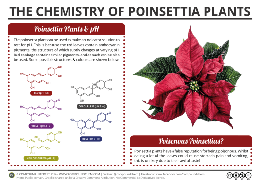 The-Chemistry-of-Poinsettia-Plants