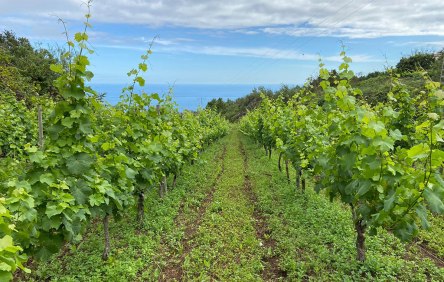 finca-cercado-del-pino