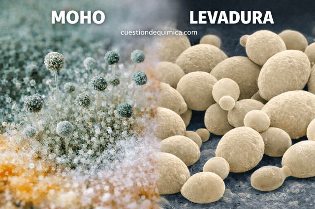 moho vs levadura
